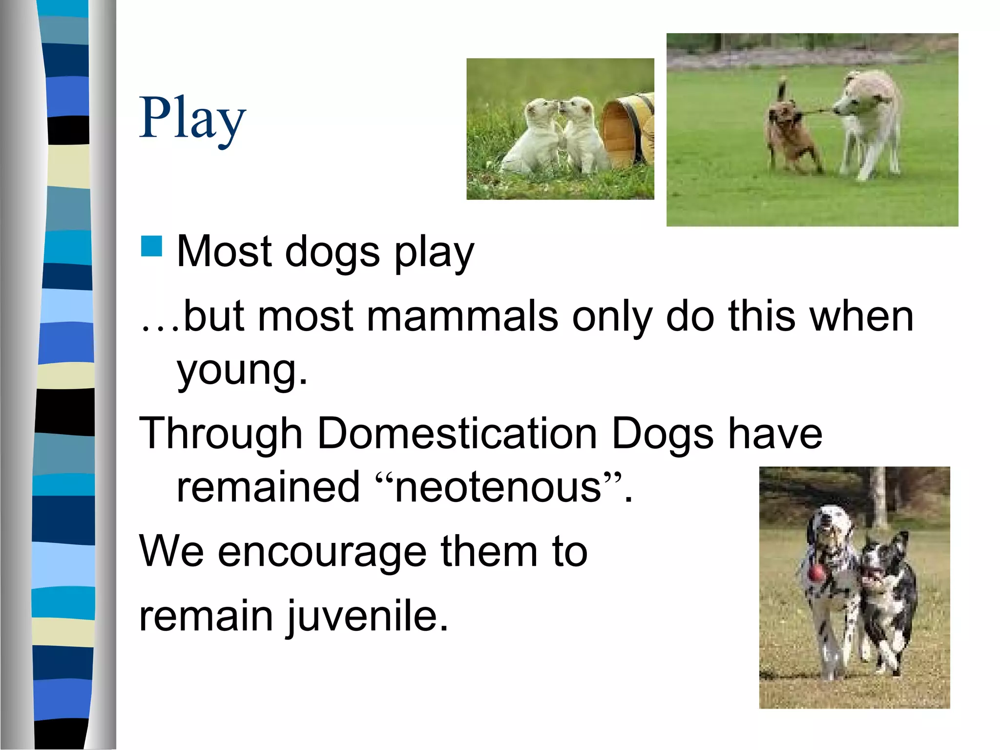 Play
 Most dogs play
…but most mammals only do this when
young.
Through Domestication Dogs have
remained “neotenous”.
We encourage them to
remain juvenile.
 