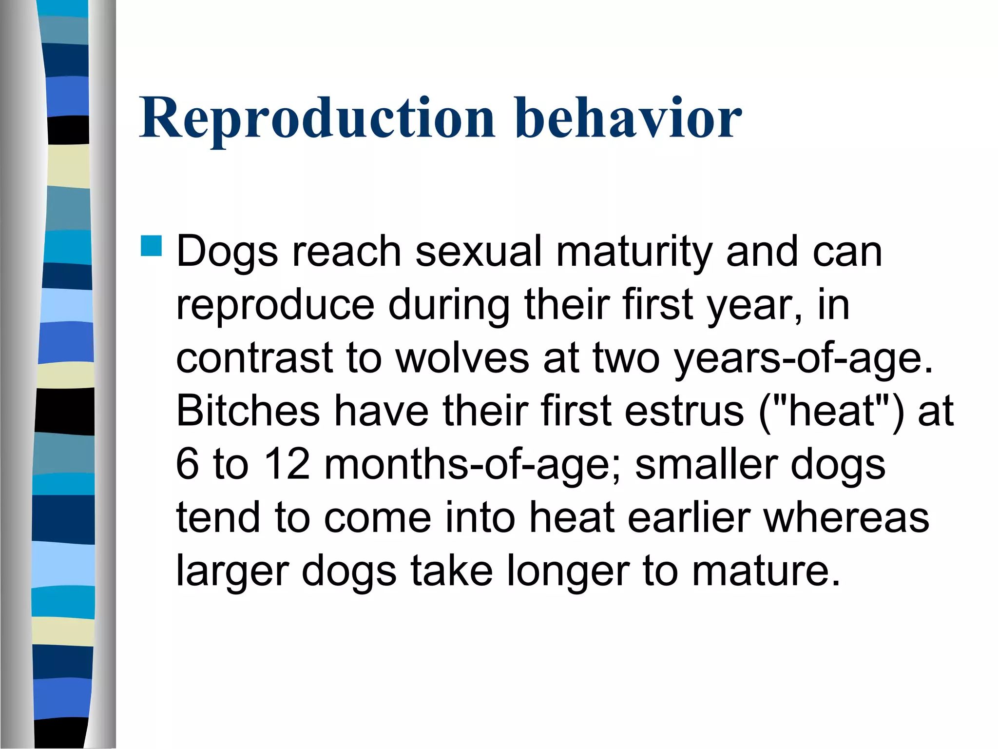 Reproduction behavior
 Dogs reach sexual maturity and can
reproduce during their first year, in
contrast to wolves at two years-of-age.
Bitches have their first estrus ("heat") at
6 to 12 months-of-age; smaller dogs
tend to come into heat earlier whereas
larger dogs take longer to mature.
 