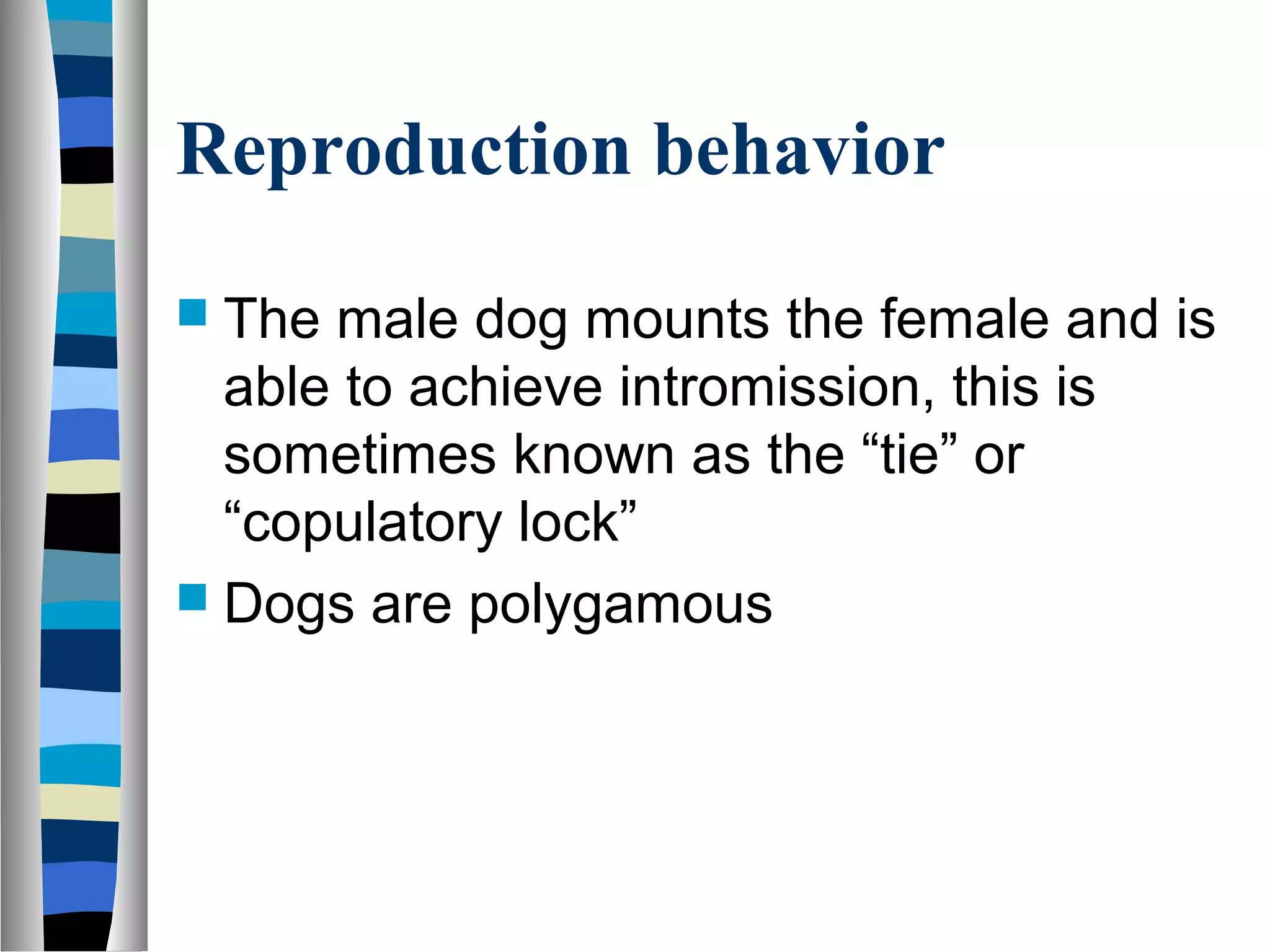 Reproduction behavior
 The male dog mounts the female and is
able to achieve intromission, this is
sometimes known as the “tie” or
“copulatory lock”
 Dogs are polygamous
 