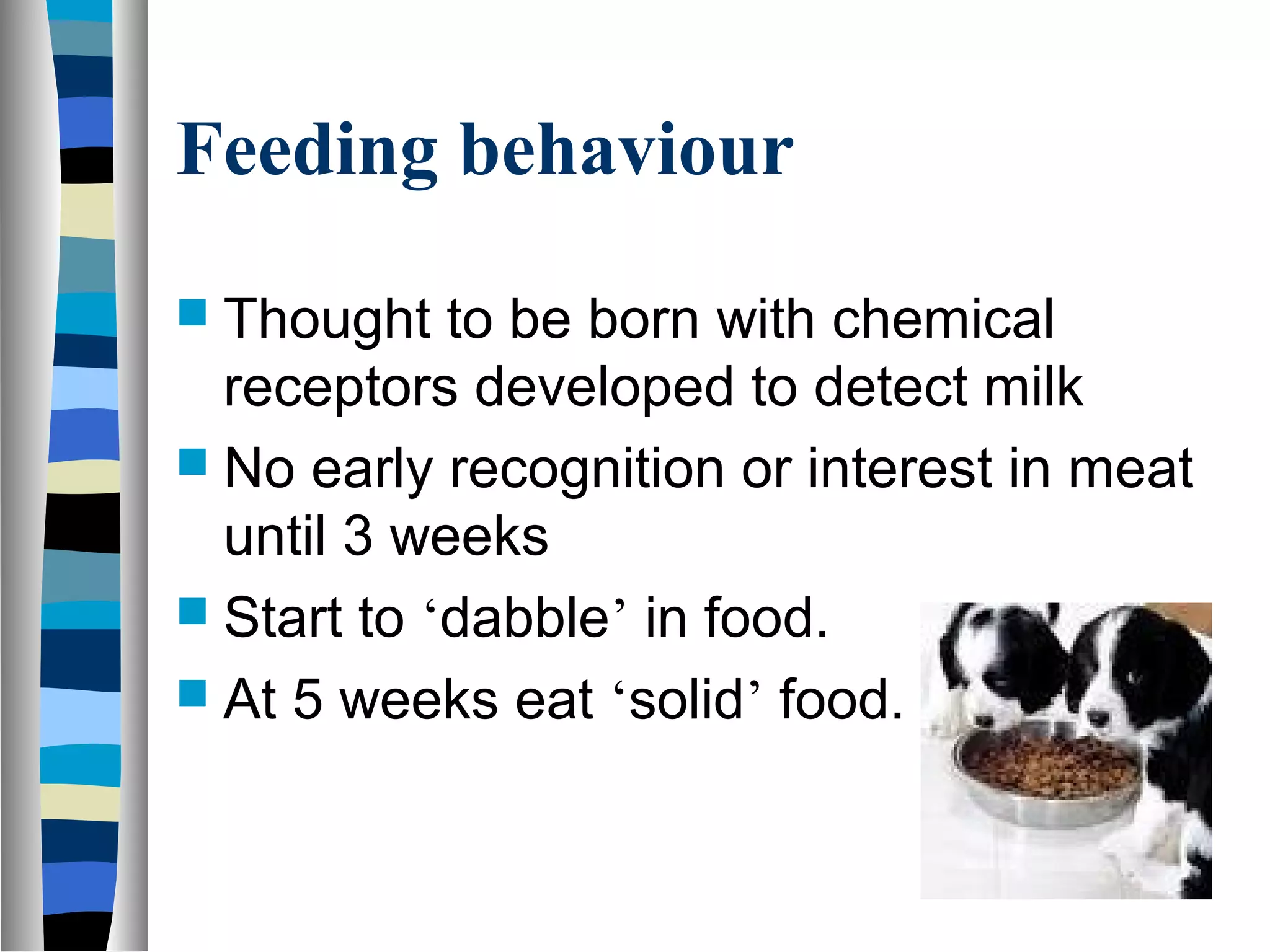 Feeding behaviour
 Thought to be born with chemical
receptors developed to detect milk
 No early recognition or interest in meat
until 3 weeks
 Start to ‘dabble’ in food.
 At 5 weeks eat ‘solid’ food.
 