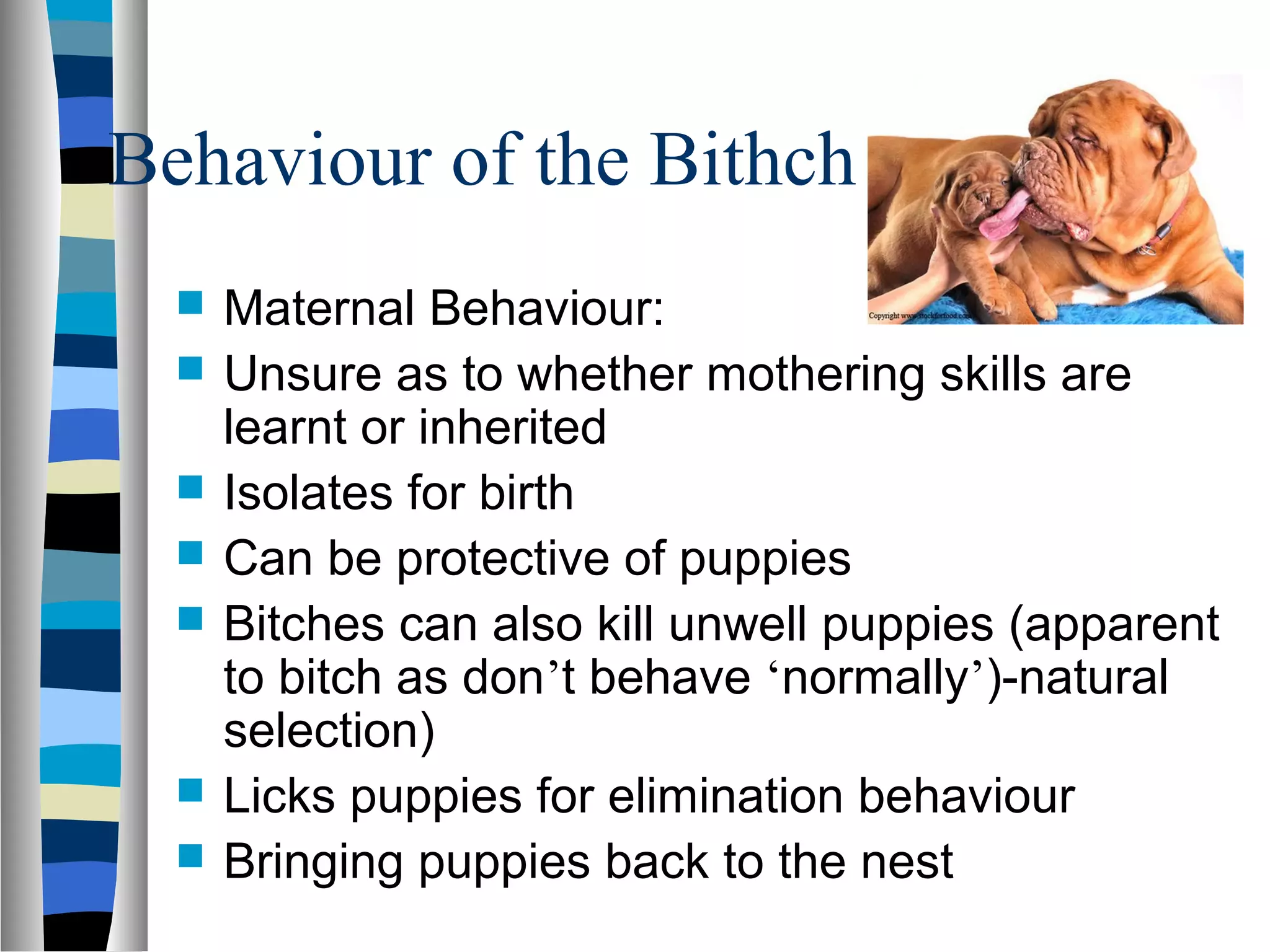 Behaviour of the Bithch
 Maternal Behaviour:
 Unsure as to whether mothering skills are
learnt or inherited
 Isolates for birth
 Can be protective of puppies
 Bitches can also kill unwell puppies (apparent
to bitch as don’t behave ‘normally’)-natural
selection)
 Licks puppies for elimination behaviour
 Bringing puppies back to the nest
 