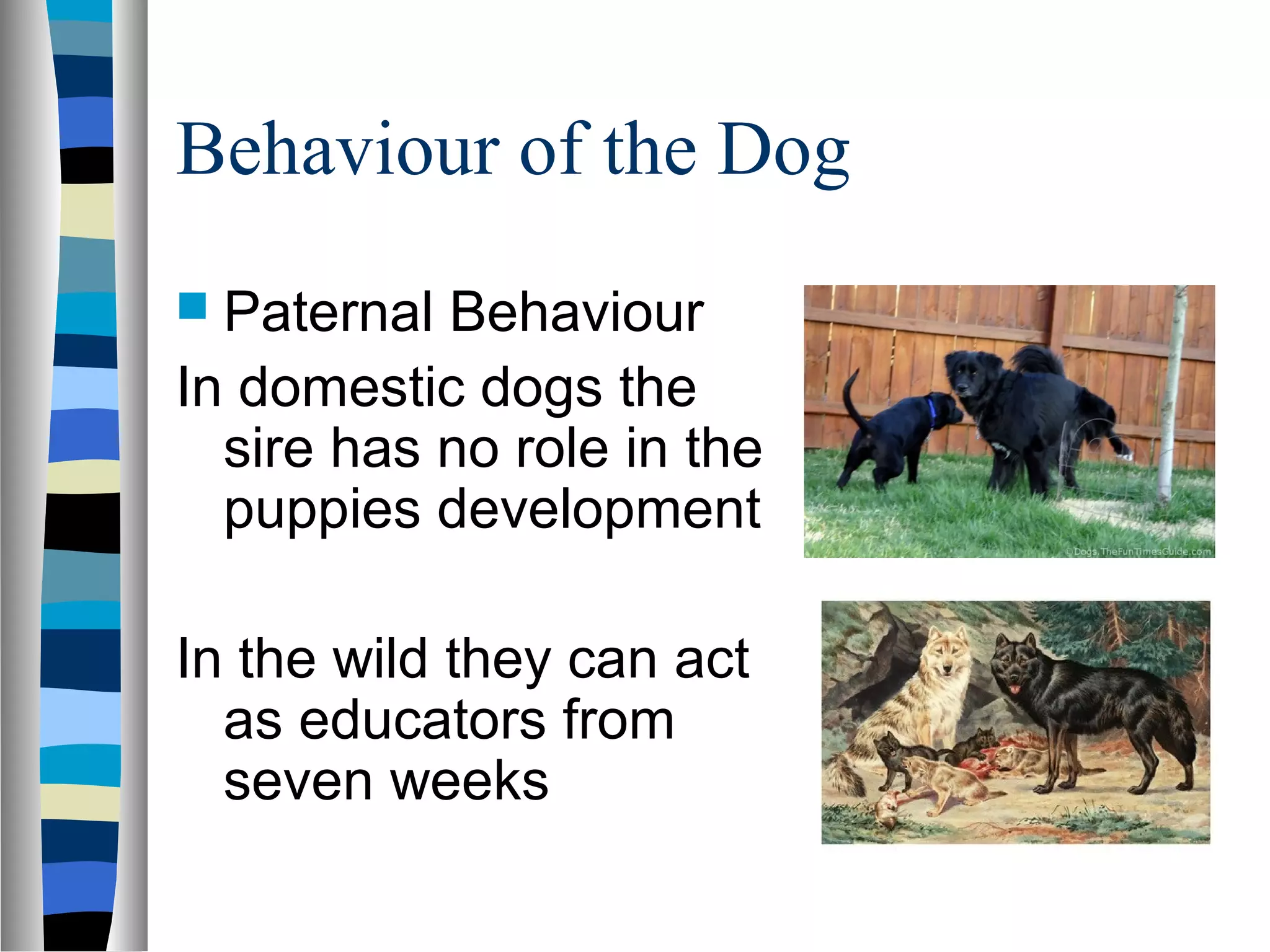 Behaviour of the Dog
 Paternal Behaviour
In domestic dogs the
sire has no role in the
puppies development
In the wild they can act
as educators from
seven weeks
 