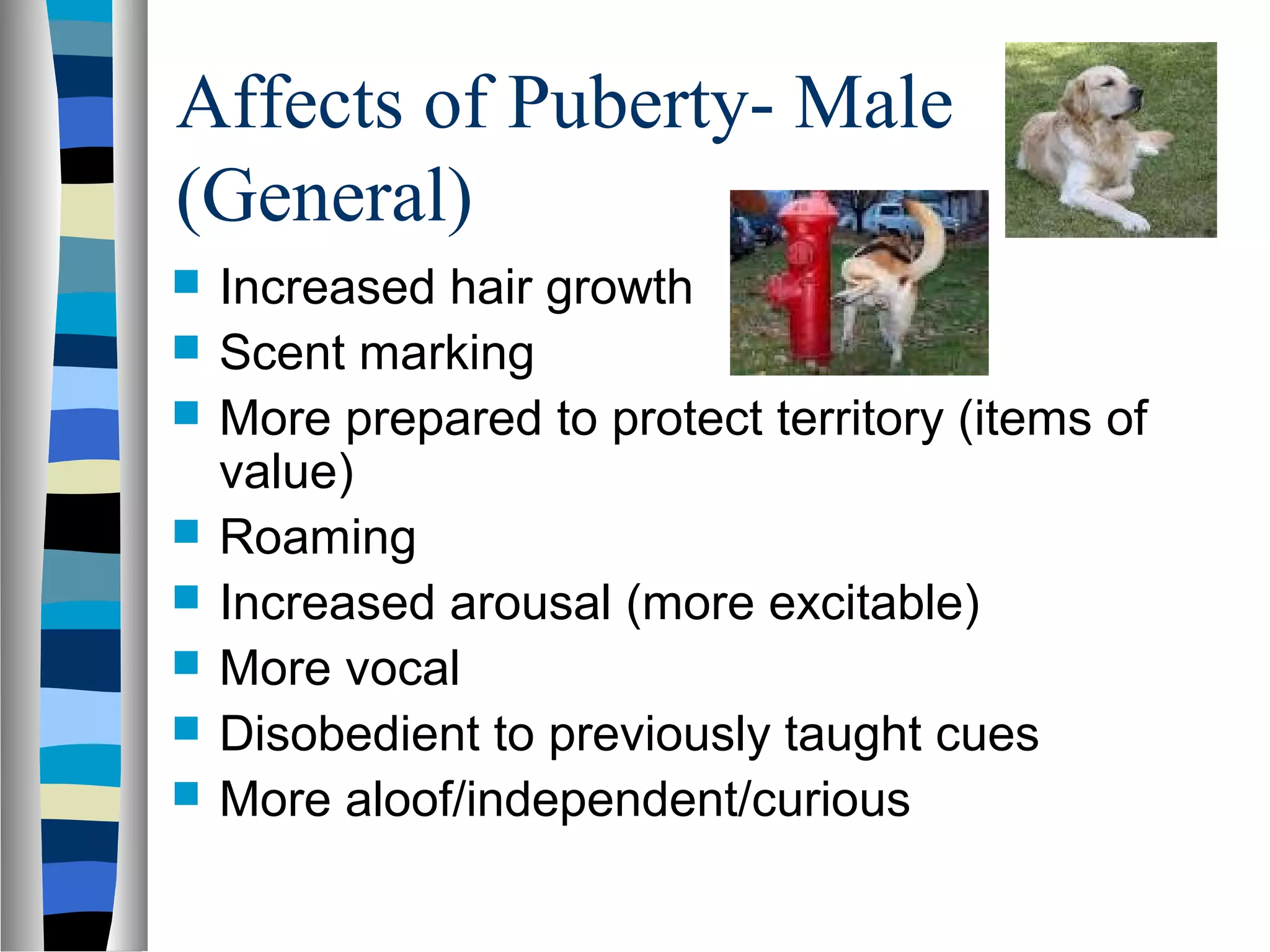 Affects of Puberty- Male
(General)
 Increased hair growth
 Scent marking
 More prepared to protect territory (items of
value)
 Roaming
 Increased arousal (more excitable)
 More vocal
 Disobedient to previously taught cues
 More aloof/independent/curious
 