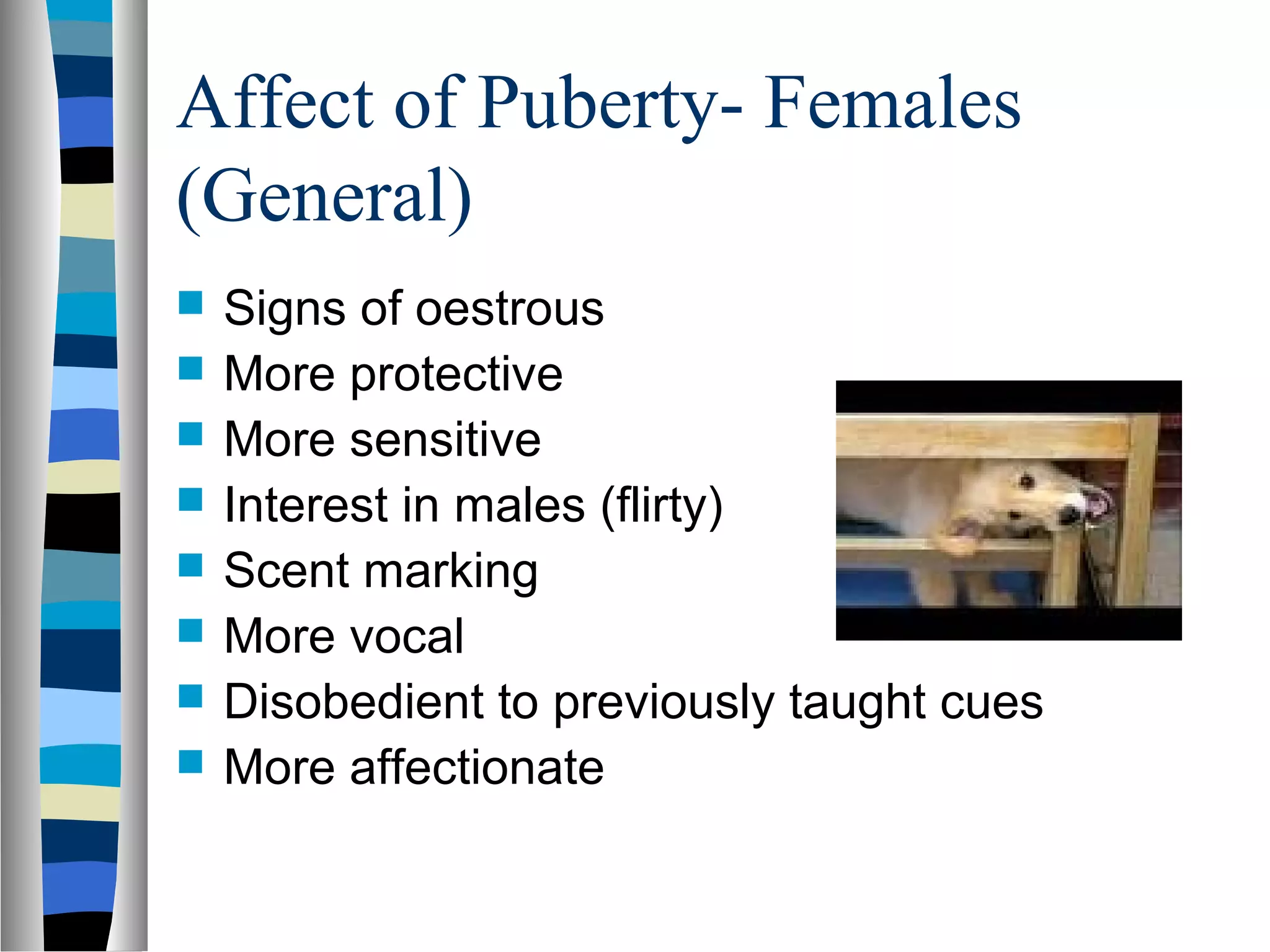 Affect of Puberty- Females
(General)
 Signs of oestrous
 More protective
 More sensitive
 Interest in males (flirty)
 Scent marking
 More vocal
 Disobedient to previously taught cues
 More affectionate
 