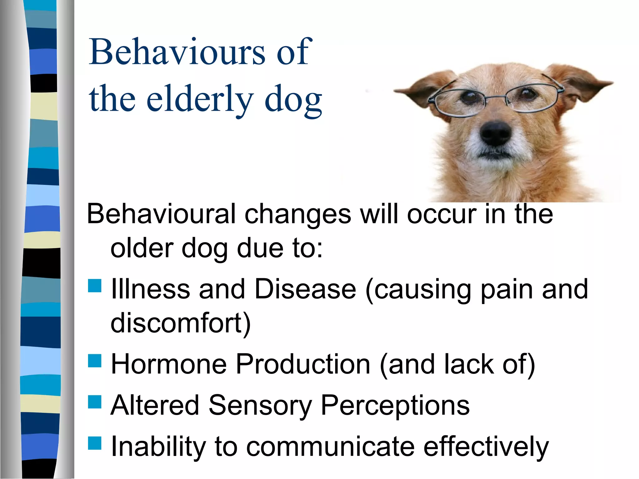 Behaviours of
the elderly dog
Behavioural changes will occur in the
older dog due to:
 Illness and Disease (causing pain and
discomfort)
 Hormone Production (and lack of)
 Altered Sensory Perceptions
 Inability to communicate effectively
 