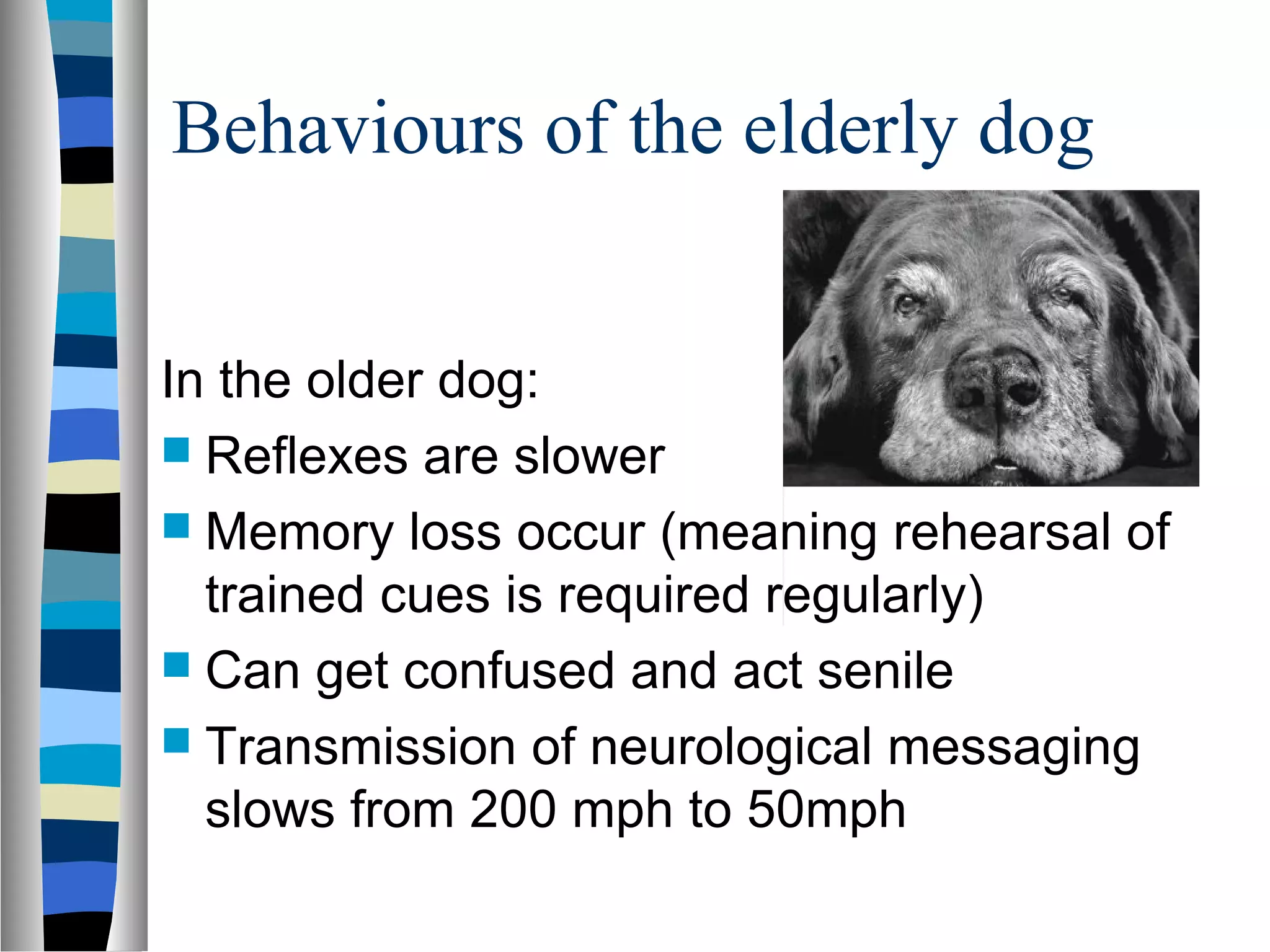 Behaviours of the elderly dog
In the older dog:
 Reflexes are slower
 Memory loss occur (meaning rehearsal of
trained cues is required regularly)
 Can get confused and act senile
 Transmission of neurological messaging
slows from 200 mph to 50mph
 