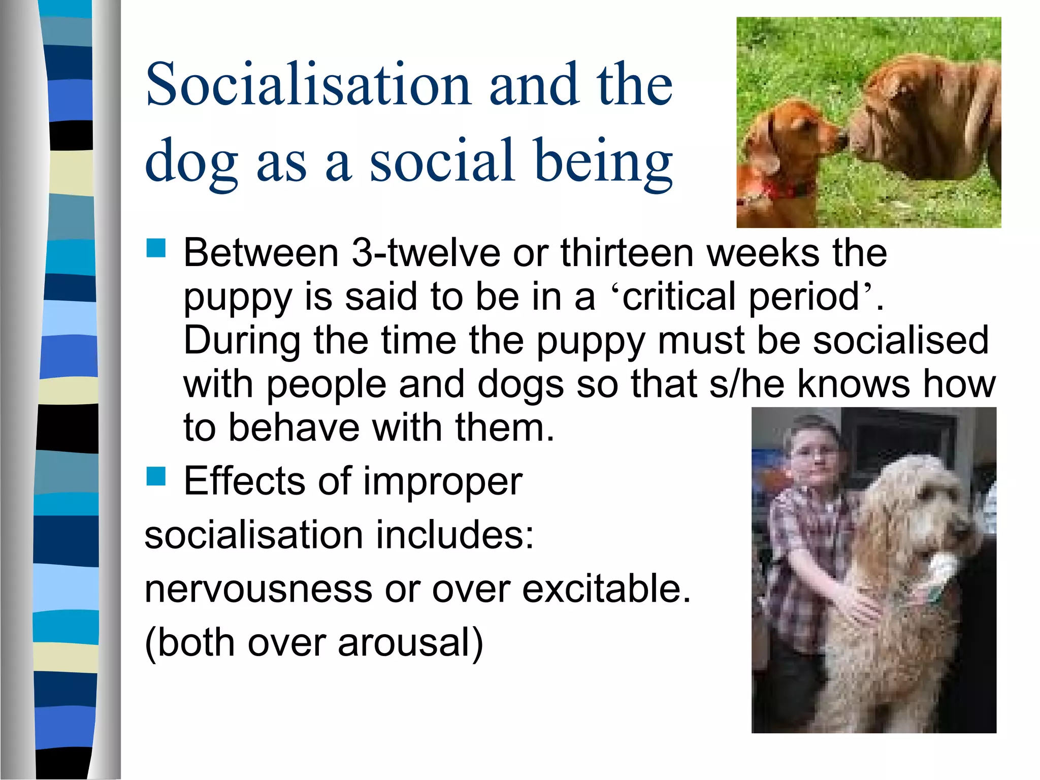 Socialisation and the
dog as a social being
 Between 3-twelve or thirteen weeks the
puppy is said to be in a ‘critical period’.
During the time the puppy must be socialised
with people and dogs so that s/he knows how
to behave with them.
 Effects of improper
socialisation includes:
nervousness or over excitable.
(both over arousal)
 
