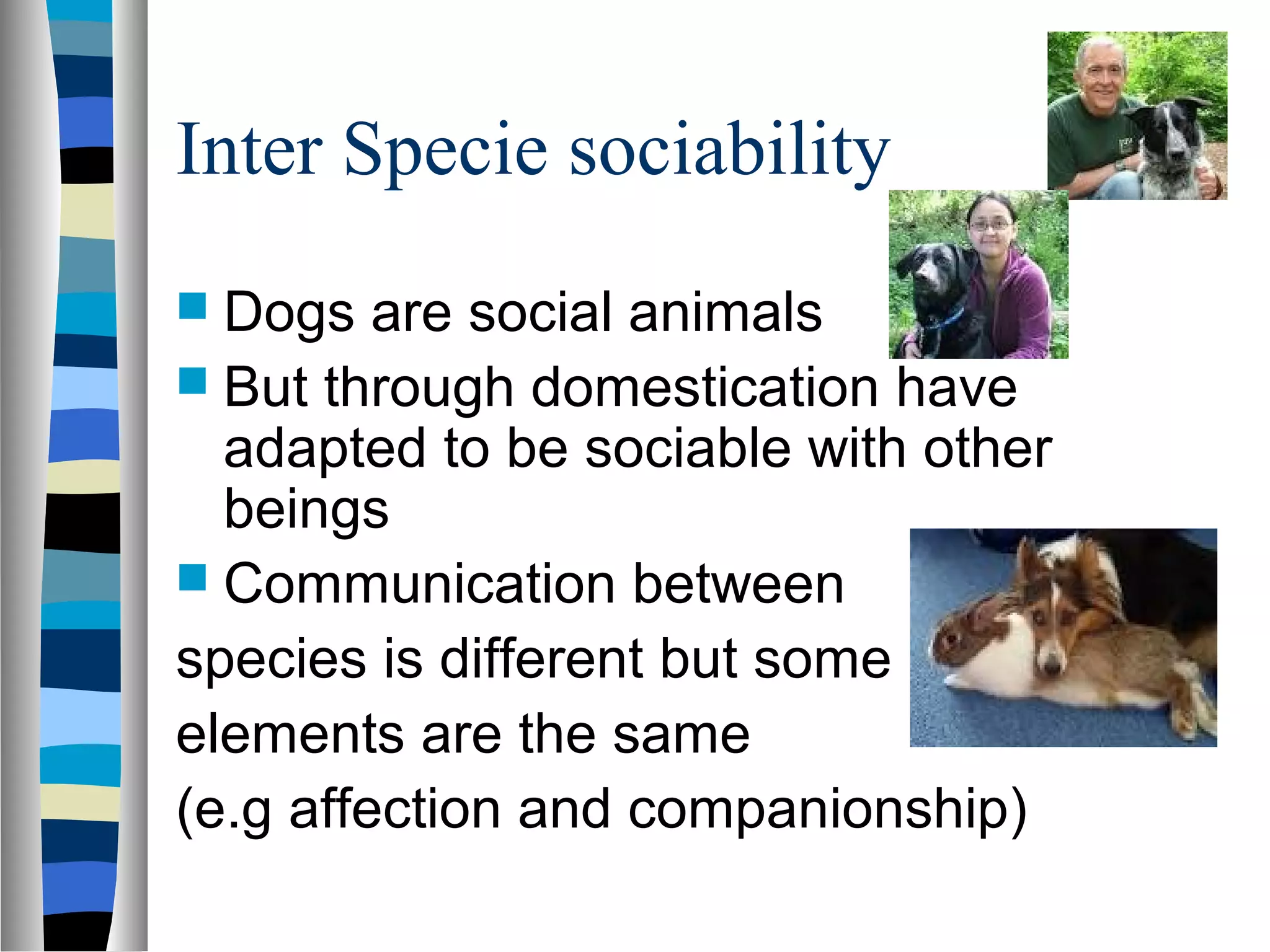 Inter Specie sociability
 Dogs are social animals
 But through domestication have
adapted to be sociable with other
beings
 Communication between
species is different but some
elements are the same
(e.g affection and companionship)
 