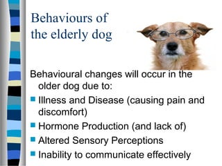 What Does Altered Mean For Dogs