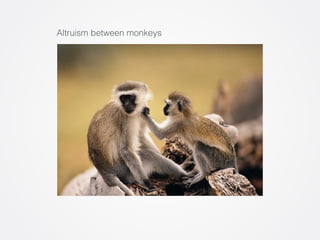 Altruism between monkeys 
 