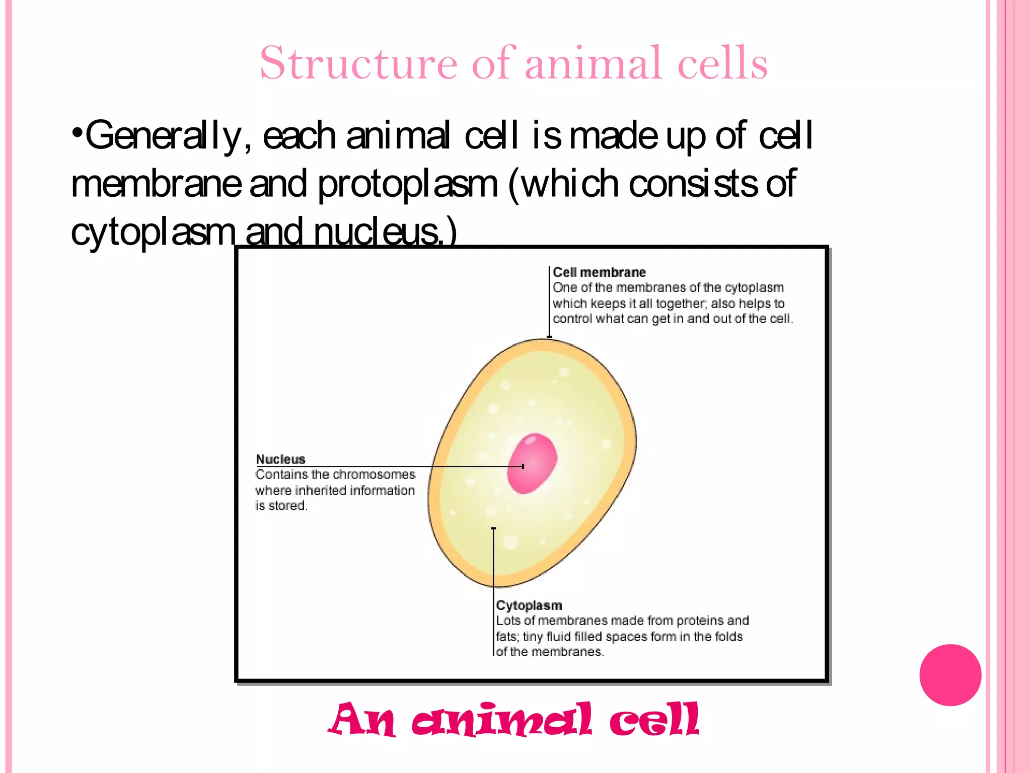 Structure of animal cells
•Generally, each animal cell ismadeup of cell
membraneand protoplasm (which consistsof
cytoplasm and nucleus.)
An animal cell
 
