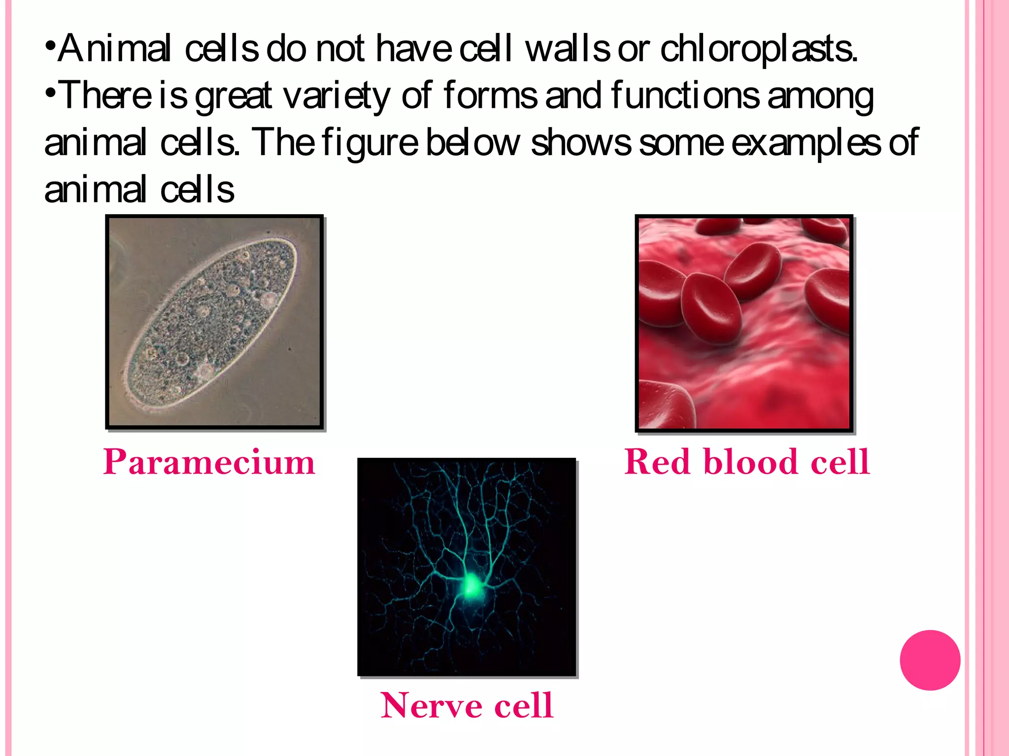 •Animal cellsdo not havecell wallsor chloroplasts.
•Thereisgreat variety of formsand functionsamong
animal cells. Thefigurebelow showssomeexamplesof
animal cells
Paramecium Red blood cell
Nerve cell
 