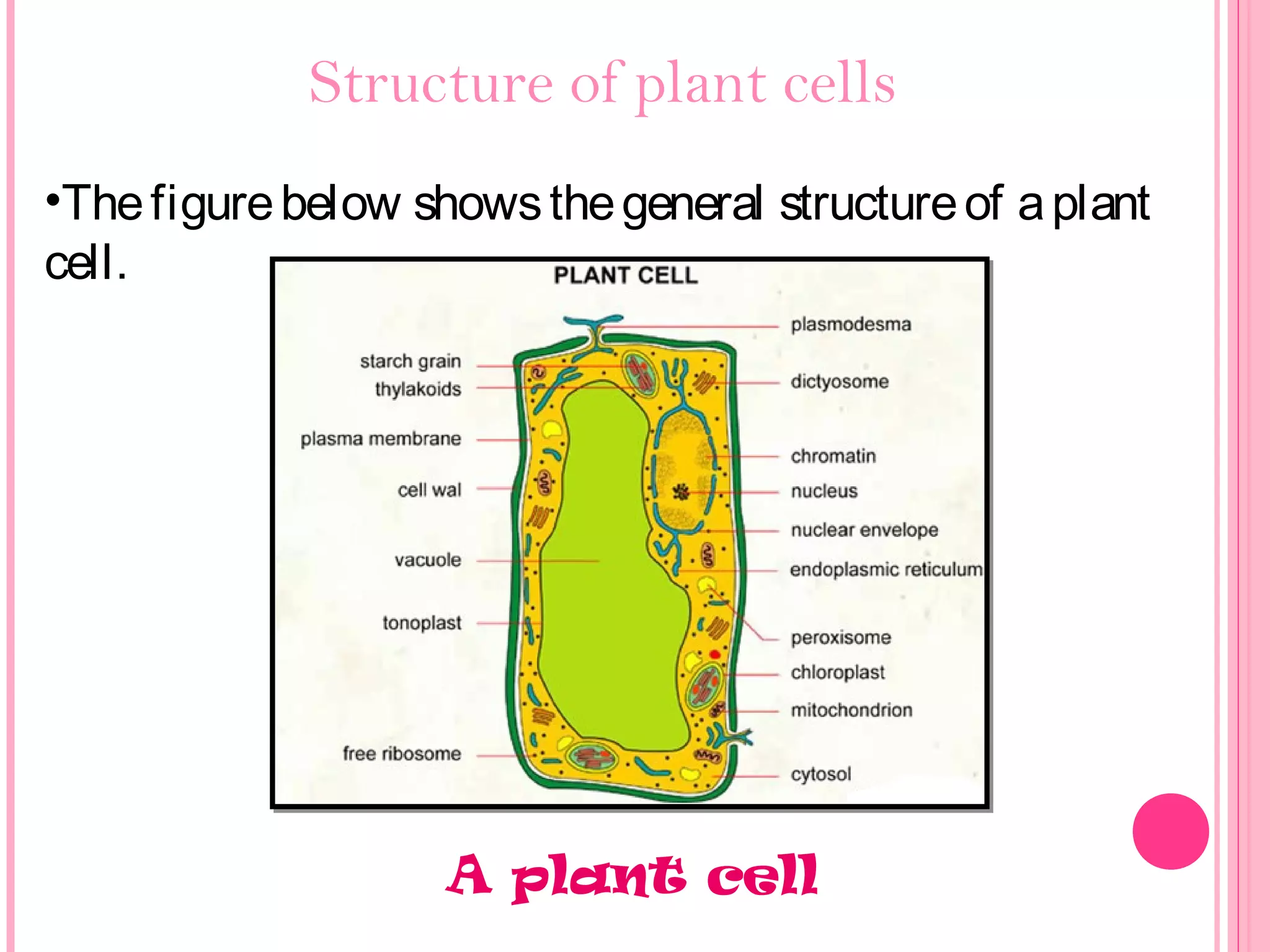 Structure of plant cells
•Thefigurebelow showsthegeneral structureof aplant
cell.
A plant cell
 