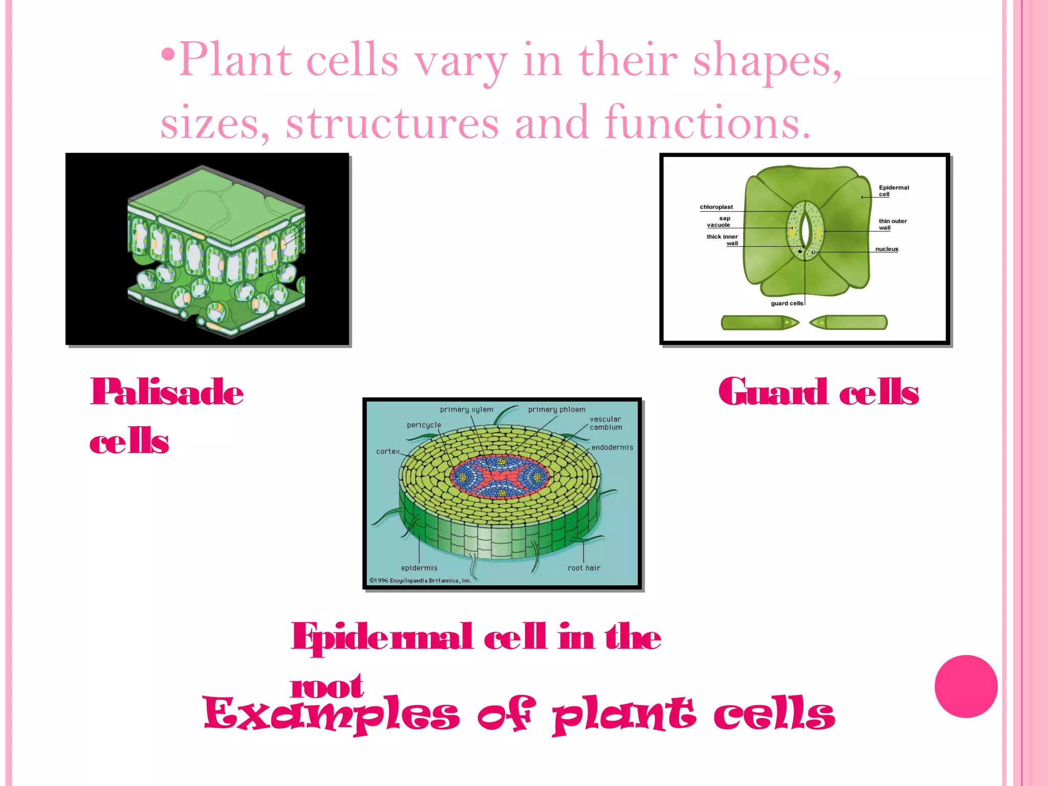 •Plant cells vary in their shapes,
sizes, structures and functions.
Epidermal cell in the
root
Palisade
cells
Guard cells
Examples of plant cells
 