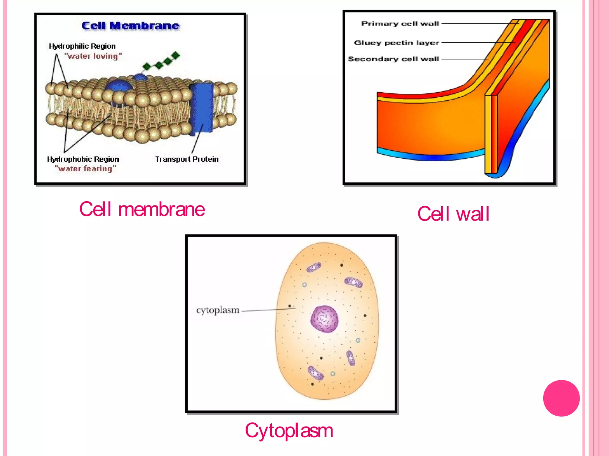 Cell membrane Cell wall
Cytoplasm
 