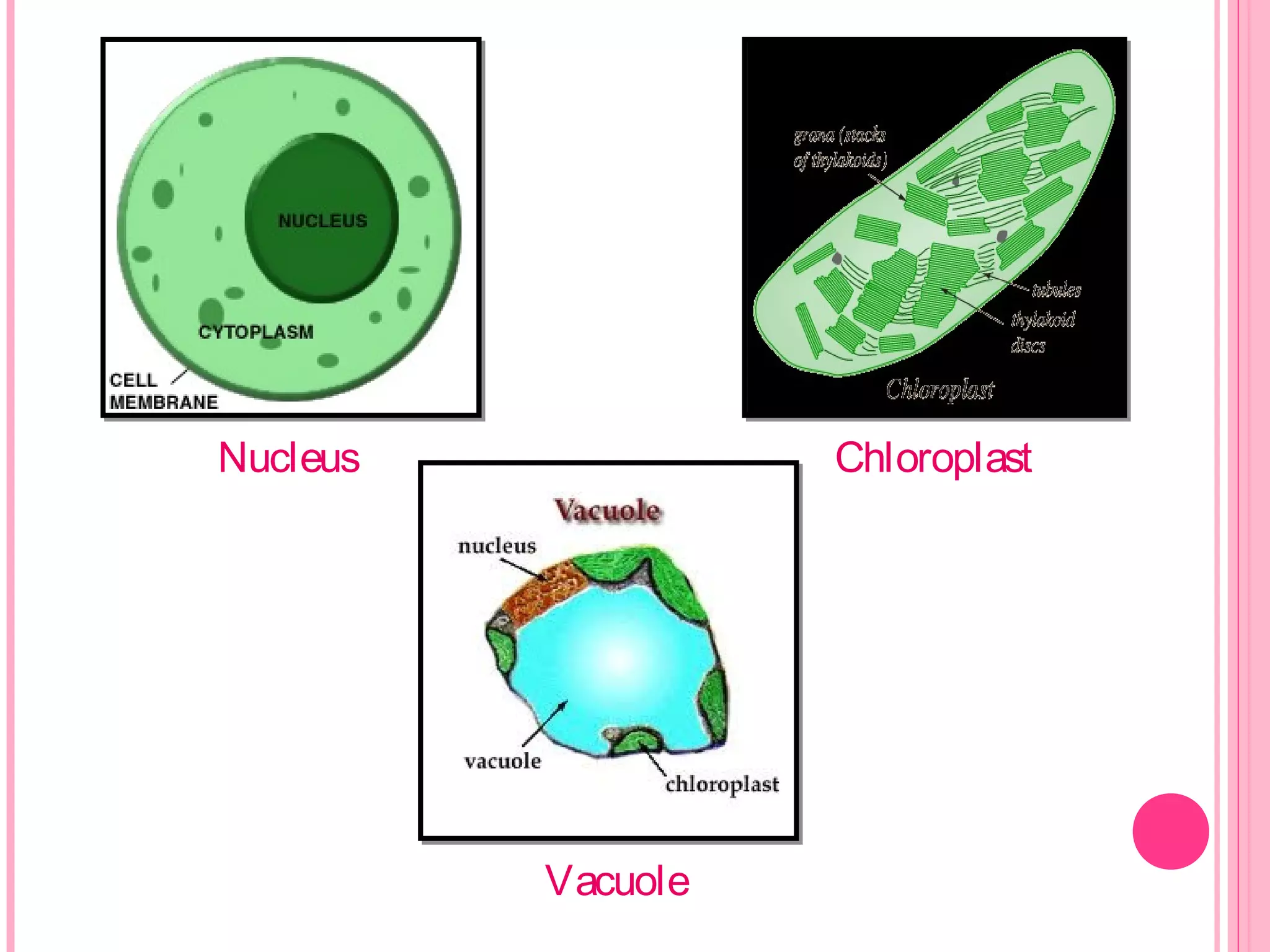 Nucleus Chloroplast
Vacuole
 