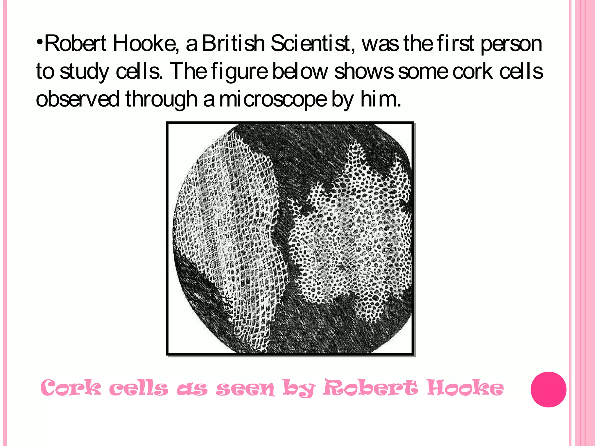 •Robert Hooke, aBritish Scientist, wasthefirst person
to study cells. Thefigurebelow showssomecork cells
observed through amicroscopeby him.
Cork cells as seen by Robert Hooke
 