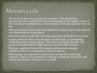The cycle of mercury in nature is complex. This illustration summarizes how methyl mercury accumulates at the higher levels of the food chain and becomes concentrated in fish and animals that eat fish. Methylmercury in the water and sediment is taken up by tiny animals and plants known as plankton.  Minnows and juvenile fish eat large quantities of plankton over time.  Larger predatory fish consume many smaller fish, accumulating methylmercury in their tissues. The older and larger the fish, the greater the potential for high mercury levels in their bodies.  Fish are caught and eaten by humans and animals, causing methylmercury to accumulate in human tissues.  Most people are exposed to mercury by eating fish containing mercury. There is no method of cooking or cleaning them that will reduce the amount of mercury in a meal.  