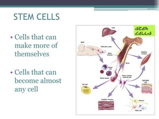 • Stem cells are unspecialized.
• Stem cells do not have any tissue-specific
  structures that allow to perform specialize...