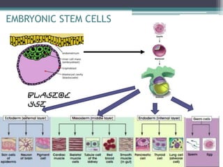 • Differentiation of adult stem cells:
• Adult stem cells divide, when needed, and can
  give rise to mature cell types th...
