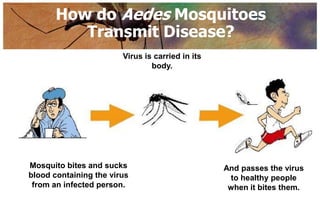 How do Aedes Mosquitoes
          Transmit Disease?
                        Virus is carried in its
                                body.




Mosquito bites and sucks                          And passes the virus
blood containing the virus                         to healthy people
 from an infected person.                          when it bites them.
 