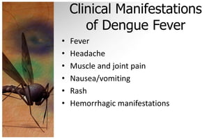 Clinical Manifestations
       of Dengue Fever
•   Fever
•   Headache
•   Muscle and joint pain
•   Nausea/vomiting
•   Rash
•   Hemorrhagic manifestations
 