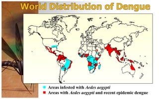Areas infested with Aedes aegypti
Areas with Aedes aegypti and recent epidemic dengue
 