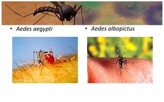 • Aedes aegypti   • Aedes albopictus
 
