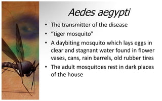 Aedes aegypti
• The transmitter of the disease
• “tiger mosquito”
• A daybiting mosquito which lays eggs in
  clear and stagnant water found in flower
  vases, cans, rain barrels, old rubber tires
• The adult mosquitoes rest in dark places
  of the house
 