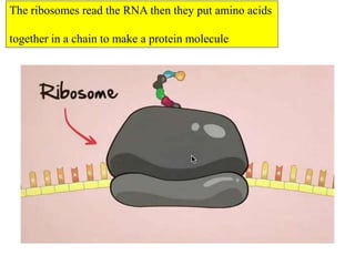 The ribosomes read the RNA then they put amino acids
together in a chain to make a protein molecule
 