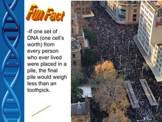 -If one set of
DNA (one cell’s
worth) from
every person
who ever lived
were placed in a
pile, the final
pile would weigh
less than an
toothpick.
 