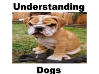 UnderstandingUnderstanding
DogsDogs
 