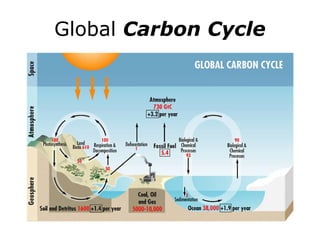 Global Carbon Cycle 
 
