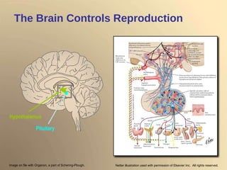 The Brain Controls Reproduction  Pituitary Hypothalamus Image on file with Organon, a part of Schering-Plough. Netter illustration used with permission of Elsevier Inc.  All rights reserved.  