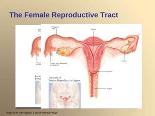 The Female Reproductive Tract Image on file with Organon, a part of Schering-Plough. 