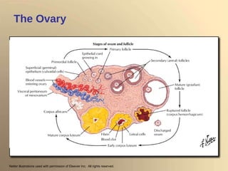 The Ovary Netter illustrations used with permission of Elsevier Inc.  All rights reserved.  