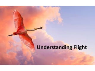 Understanding Flight

 