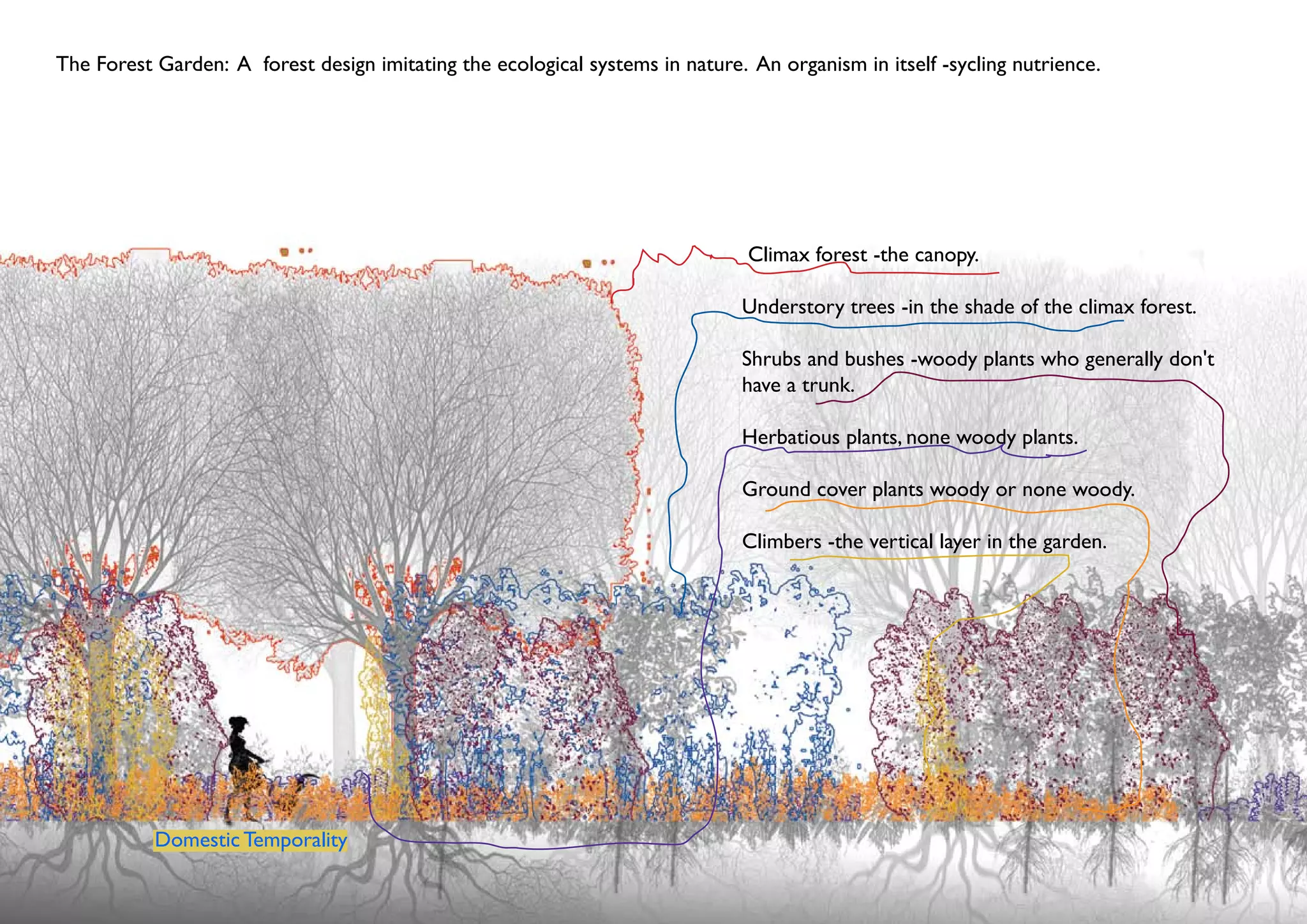 The Forest Garden: A forest design imitating the ecological systems in nature. An organism in itself -sycling nutrience.




                                                                               Climax forest -the canopy.

                                                                              Understory trees -in the shade of the climax forest.

                                                                              Shrubs and bushes -woody plants who generally don't
                                                                              have a trunk.

                                                                              Herbatious plants, none woody plants.

                                                                              Ground cover plants woody or none woody.

                                                                              Climbers -the vertical layer in the garden.




           Domestic Temporality
 