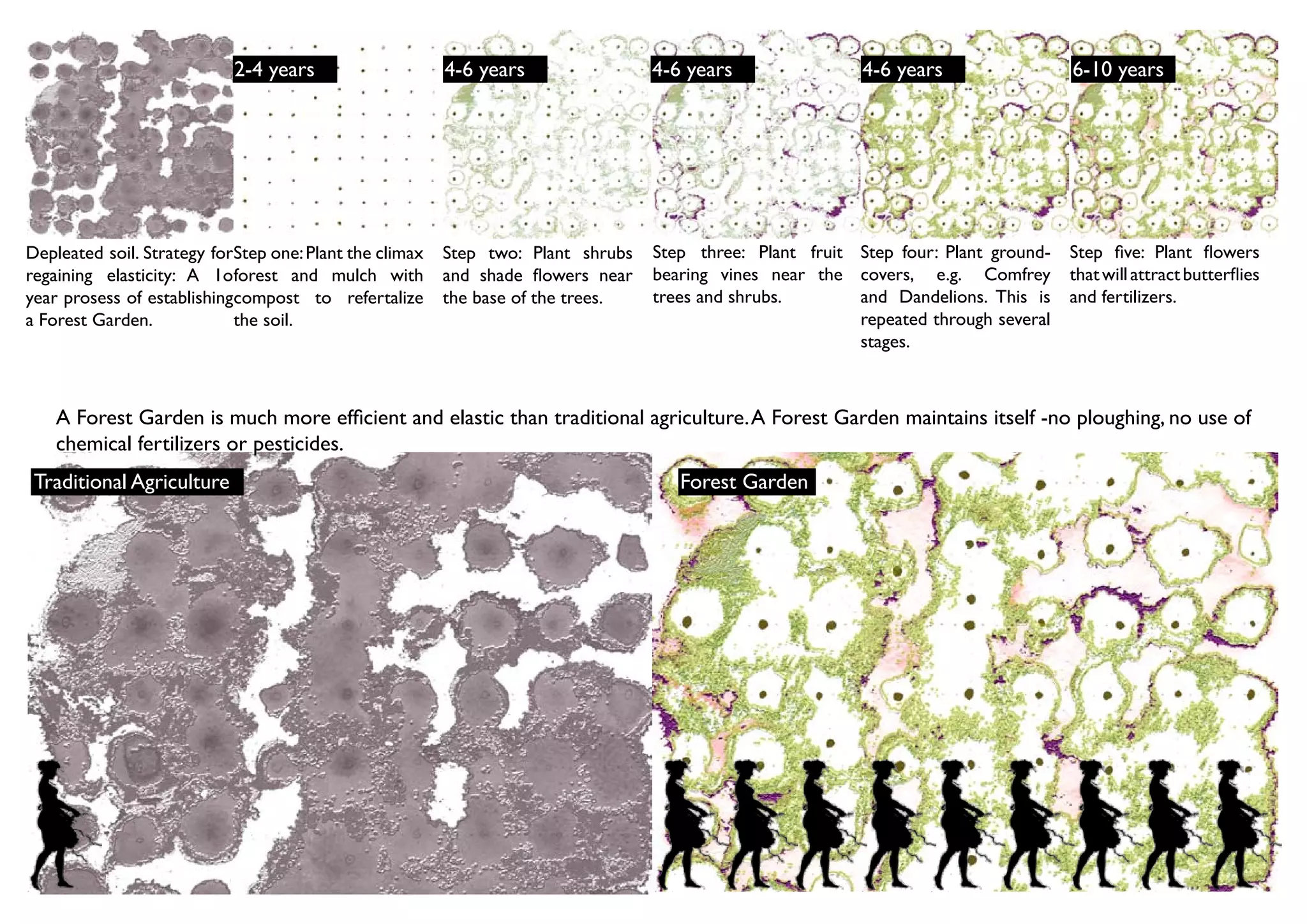 2-4 years                    4-6 years                4-6 years                4-6 years                 6-10 years




Depleated soil. Strategy forStep one: Plant the climax   Step two: Plant shrubs   Step three: Plant fruit Step four: Plant ground-   Step five: Plant flowers
regaining elasticity: A 1oforest and mulch with          and shade flowers near   bearing vines near the covers, e.g. Comfrey        that will attract butterflies
year prosess of establishingcompost to refertalize       the base of the trees.   trees and shrubs.       and Dandelions. This is    and fertilizers.
a Forest Garden.            the soil.                                                                     repeated through several
                                                                                                          stages.



    A Forest Garden is much more efficient and elastic than traditional agriculture. A Forest Garden maintains itself -no ploughing, no use of
    chemical fertilizers or pesticides.
 Traditional Agriculture                                                             Forest Garden
 