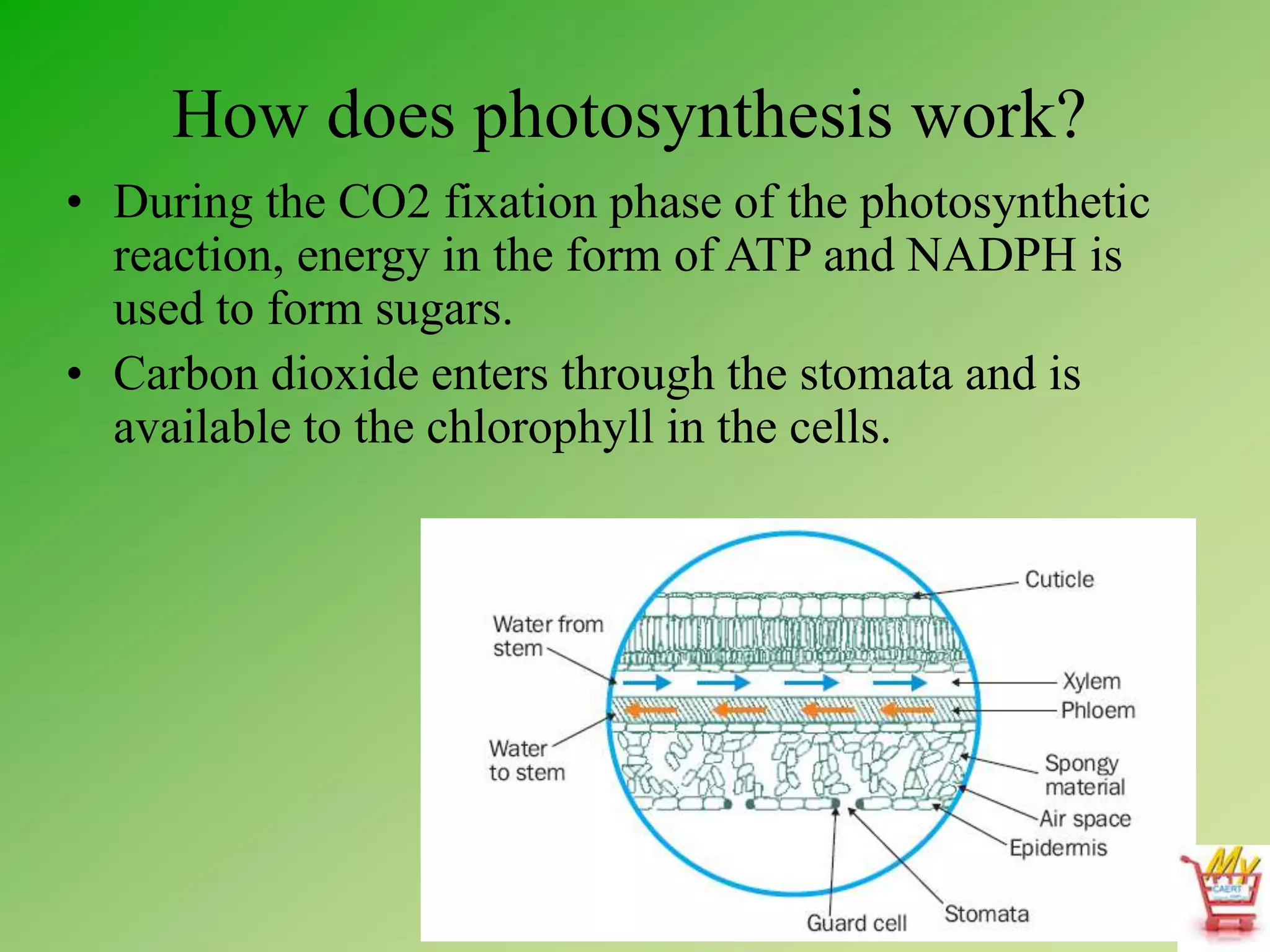 How does photosynthesis work?
• During the CO2 fixation phase of the photosynthetic
reaction, energy in the form of ATP and NADPH is
used to form sugars.
• Carbon dioxide enters through the stomata and is
available to the chlorophyll in the cells.
 