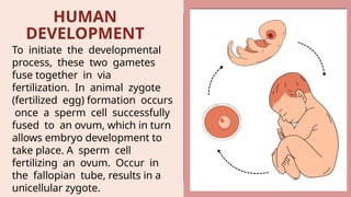 Understanding _Human_ Reproduction_.pptx