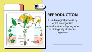 Understanding Reproduction Understanding Human Reproduction Education Presentation in Blue Yellow ...