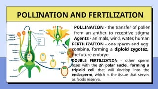 Humman Pollination Understanding Human Reproduction Education Presentation in Blue Yellow ...