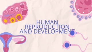 Understanding Reproduction Understanding Human Reproduction Education Presentation in Blue Yellow ...