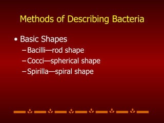 Methods of Describing Bacteria Basic Shapes Bacilli—rod shape Cocci—spherical shape Spirilla—spiral shape 