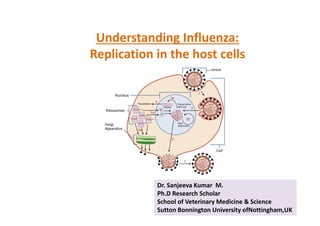 Understanding Influenza:
Replication in the host cells
Dr. Sanjeeva Kumar M.
Ph.D Research Scholar
School of Veterinary Medicine & Science
Sutton Bonnington University ofNottingham,UK
 