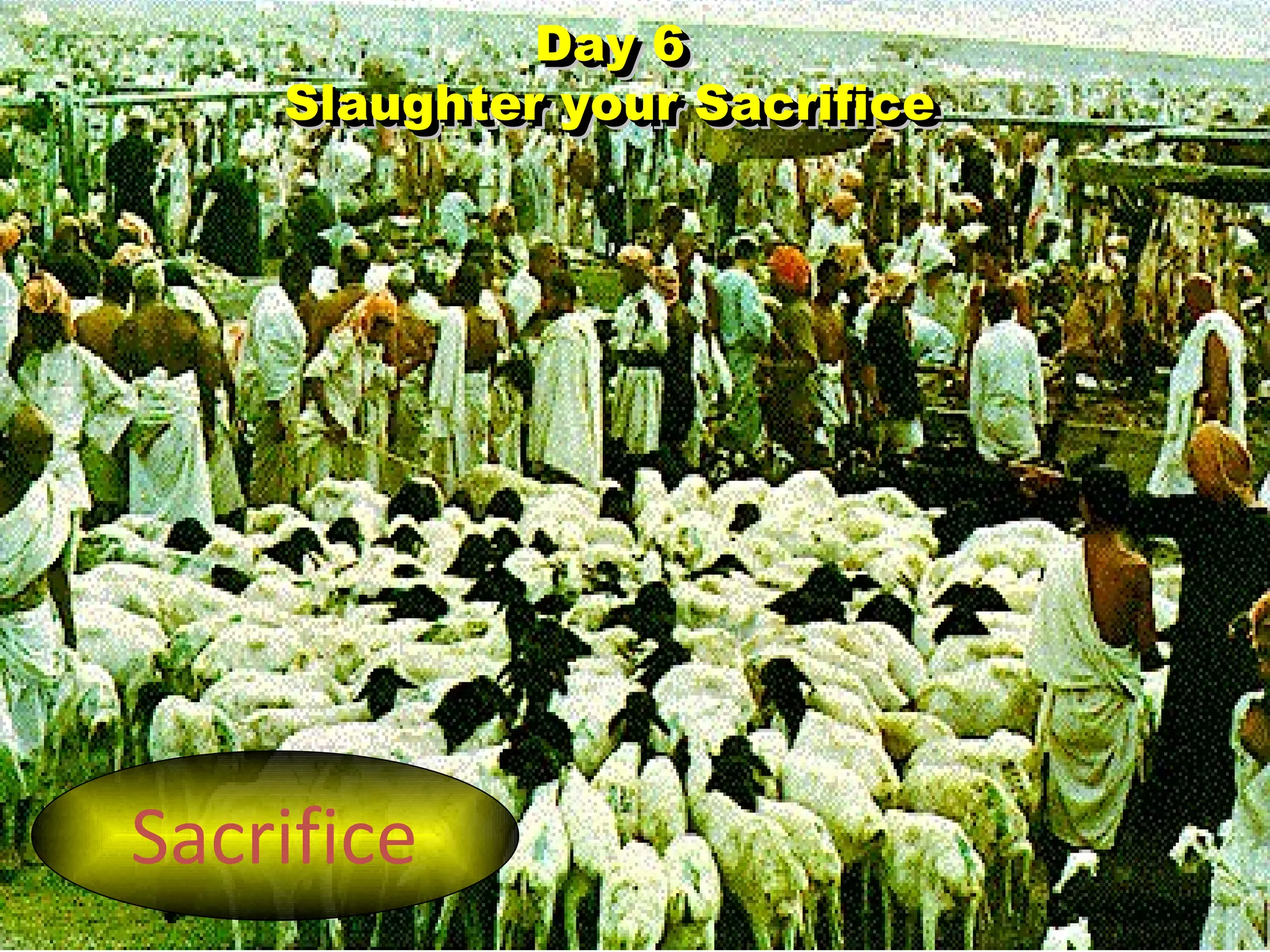 Sacrifice Day 6 Slaughter your Sacrifice Day 6 Slaughter your Sacrifice 