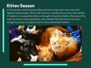 Understanding Kitten Season And Adoption