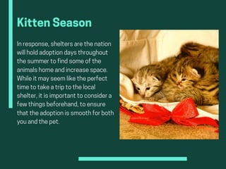 Understanding Kitten Season And Adoption