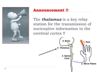 Announcement !!
The thalamus is a key relay
station for the transmission of
nociceptive information to the
cerebral cortex !!
 